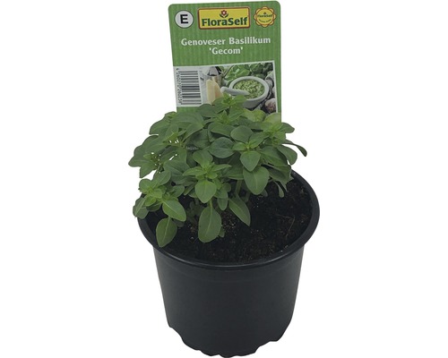 Plantă busuioc genovese în ghiveci
