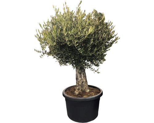 Măslin FloraSelf Olea europaea H 140-160 cm ghiveci Ø 60 cm