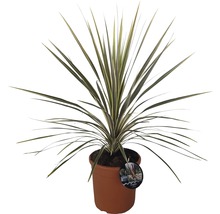 Crin FloraSelf Cordyline australis H 40-60 cm ghiveci Ø 22 cm