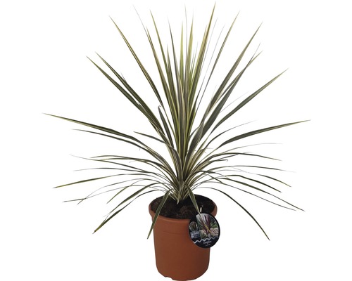 Dracaena în ghiveci cu frunze lungi și înguste