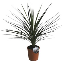 Dracaena în ghiveci