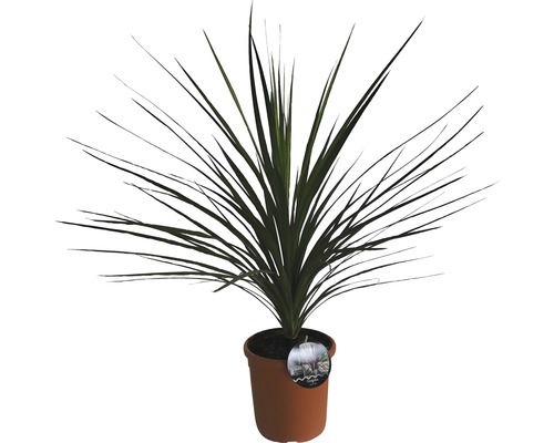 Crin FloraSelf Cordyline australis H 40-60 cm ghiveci Ø 22 cm