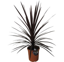 Crin FloraSelf Cordyline australis H 40-60 cm ghiveci Ø 22 cm