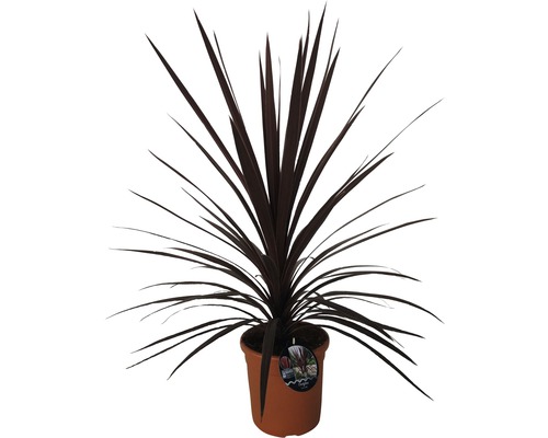 Dracaena în ghiveci pentru interior
