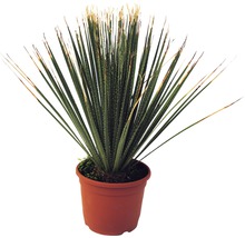 Yucca plantă de interior în ghiveci