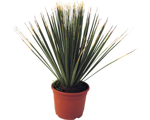 Yucca plantă de interior în ghiveci
