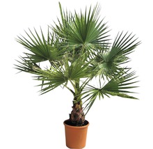 Palmier de cânepă în ghiveci