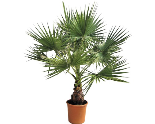 Palmier de cânepă în ghiveci