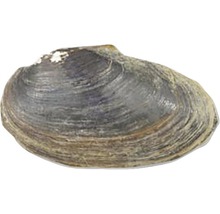 Scoică de râu