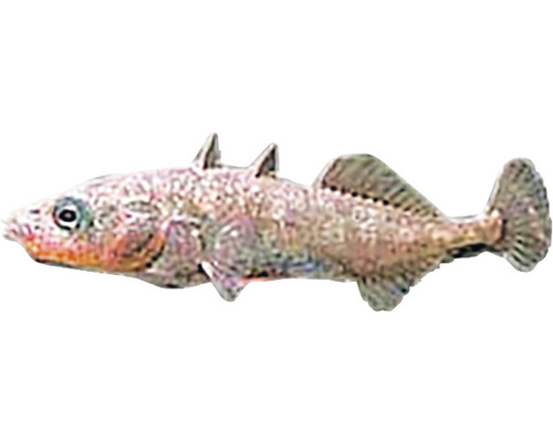 Peștele ghidrinul Gasterosteus acuelatus 3-4 cm