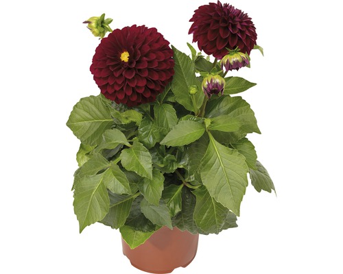 小物 dahlia dahlia Dalie FloraSelf Dahlia x Hybride ghiveci Ø 17 cm diferite | HORNBACH