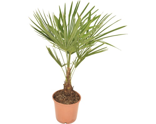 Palmier FloraSelf Trachycarpus fortunei H 50-60 cm ghiveci Ø 20 cm
