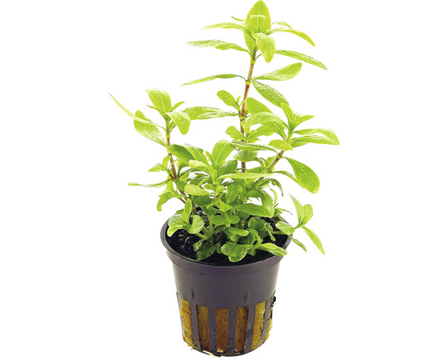 Plantă la ghiveci cu frunze verzi într-un ghiveci negru