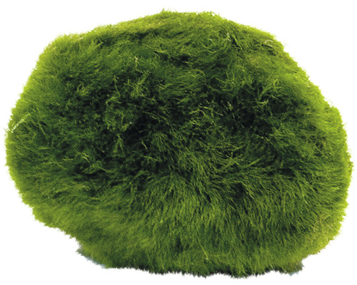 Bilă de mușchi pentru acvarii