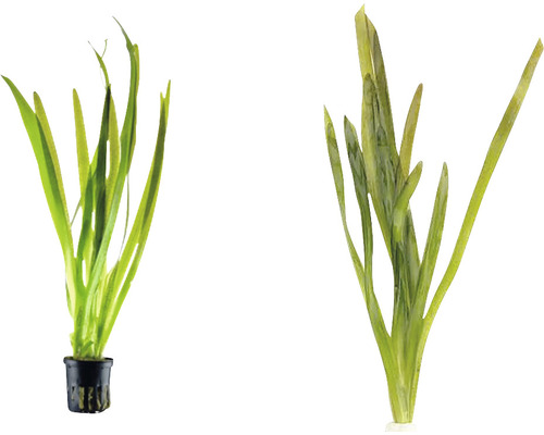 Două plante de acvariu Vallisneria spiralis în ghivece.