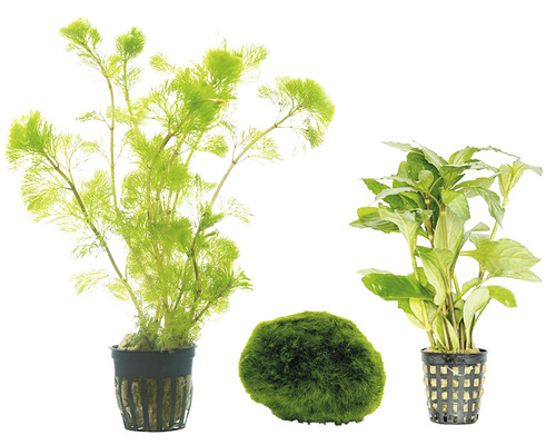Set de plante de acvariu cu coadă de broască, bilă de mușchi și Limnophila sessiliflora