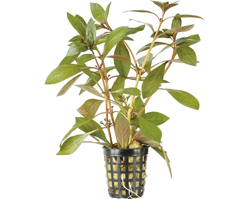 Plantă acvatică într-un ghiveci cu grilă