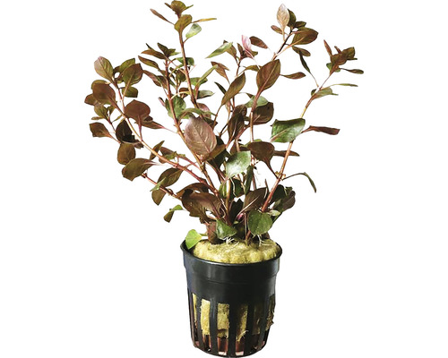 Plantă acvatică Alternanthera reineckii într-un ghiveci