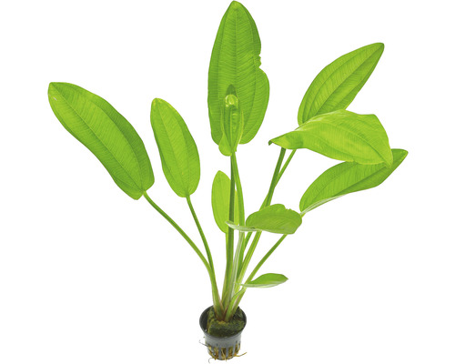 Plantă în ghiveci cu frunze alungite