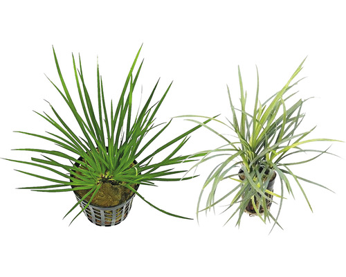 Două plante de apă în ghiveci