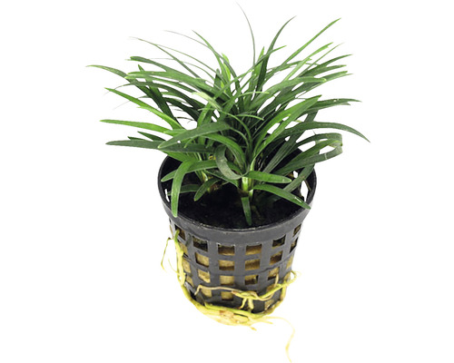 Săgeata pitică în coș împletit