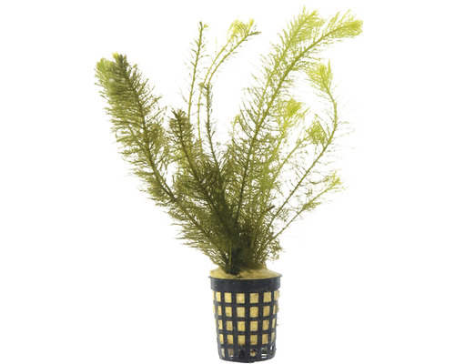 Ciuma apelor în ghiveci cu grilaj pentru acvarii