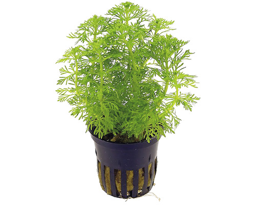 Plantă acvatică în ghiveci