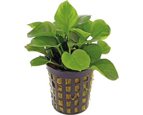 Plantă de acvariu în ghiveci tip grilă