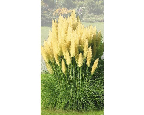 Iarbă de Pampas FloraSelf Cortaderia selloana 'Evita' H 15-80 cm Ø 19 cm