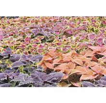 Straturi de flori cu diferite plante Coleus