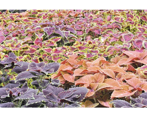 Straturi de flori cu diferite plante Coleus