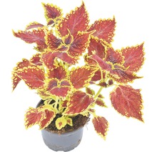 Coleus într-un ghiveci