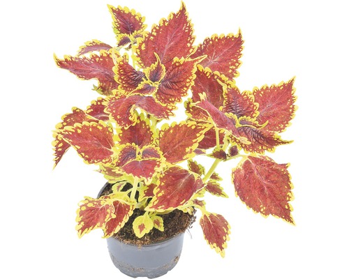 Coleus într-un ghiveci