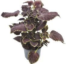 Urzică ornamentală în ghiveci