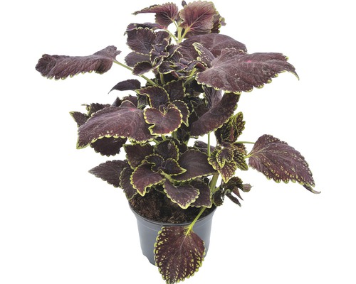 Urzică ornamentală în ghiveci