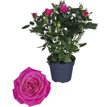 Trandafir floare mare FloraSelf 'Regina' H 30-40 cm ghiveci Ø 13 cm roz-thumb-0
