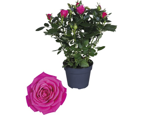Trandafir floare mare FloraSelf 'Regina' H 30-40 cm ghiveci Ø 13 cm roz-0