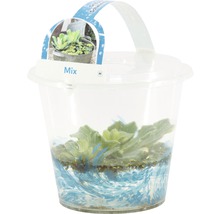 Mix de plante plutitoare în recipient transparent pentru iazul de grădină