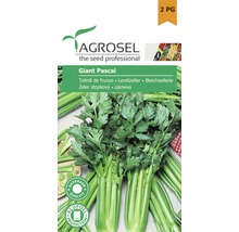 Semințe legume Agrosel țelină frunze Pascal Giant PG2