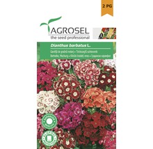 Semințe flori Agrosel garofiță de grădină PG2-thumb-0
