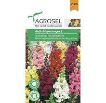 Semințe flori Agrosel Gura leului PG2