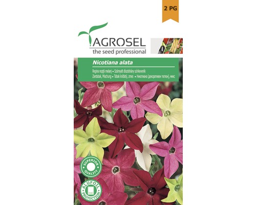 Semințe flori Agrosel regina nopții PG2-0