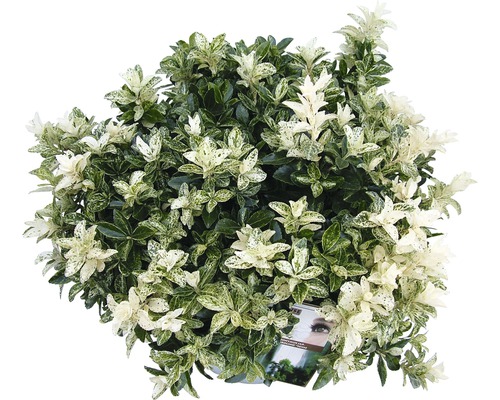 Arbore de fus persistent cu frunze pestrițe.