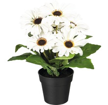 Plantă artificială Gerbera în ghiveci H 27 cm alb
