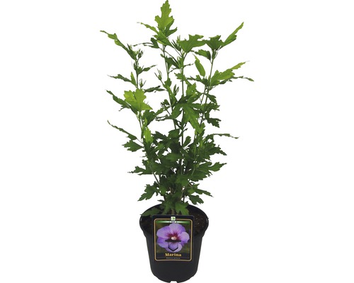 Hibiscus la ghiveci, soiul Marina