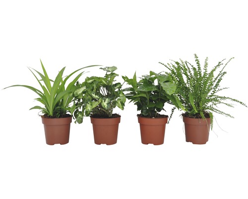 Plante verzi mixt FloraSelf H 20-50 cm ghiveci Ø 12 cm