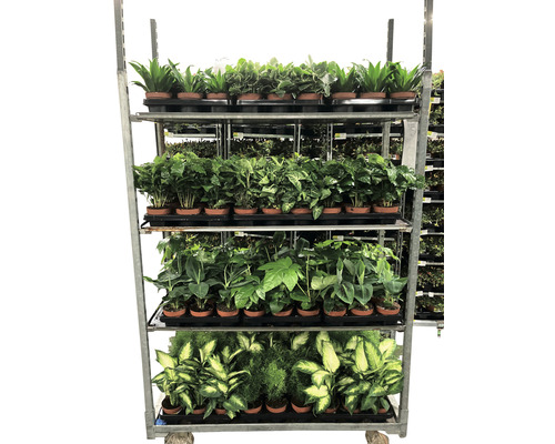 Cărucior cu plante cu diverse plante de interior în ghivece