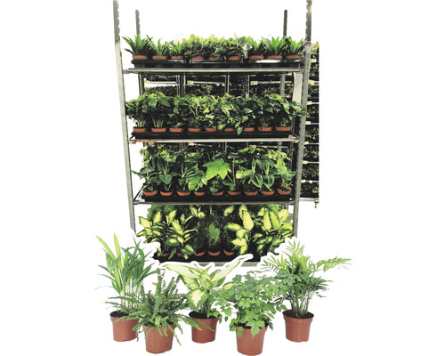 Diverse plante de interior pe un raft