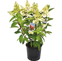Hortensie paniculată într-un ghiveci