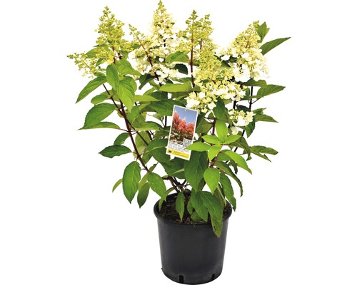 Hortensie paniculată într-un ghiveci